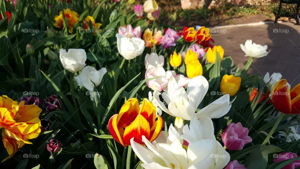 flowers