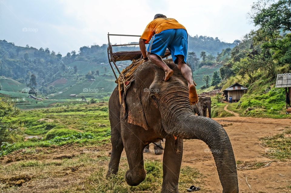 Elephant Ride. Chiang Mai Thailand