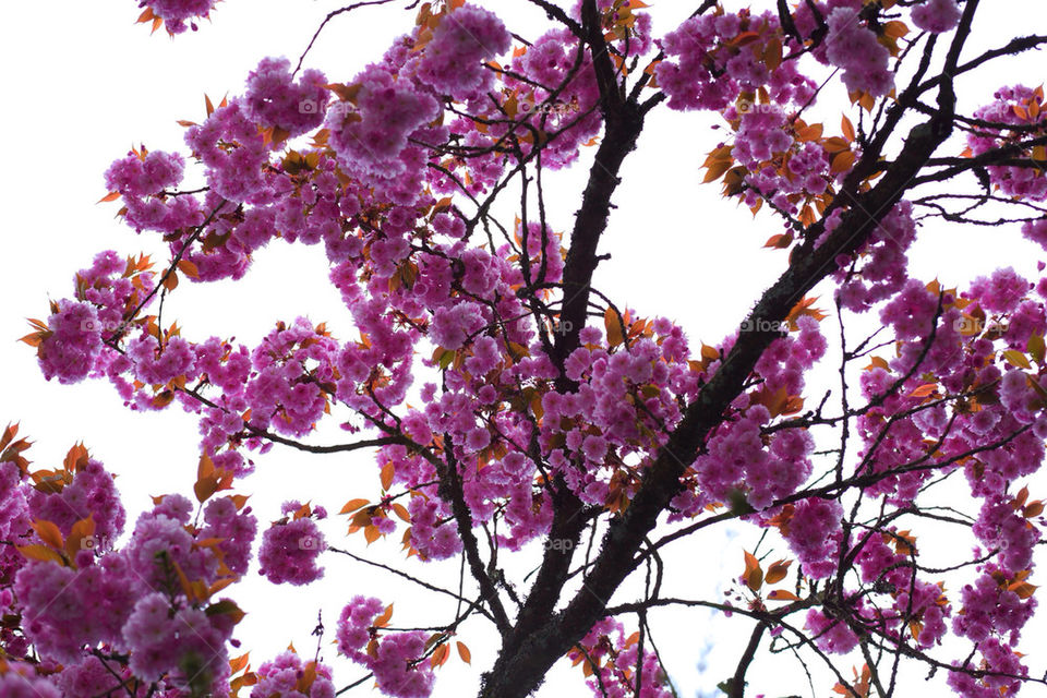 SPRING IS HERE WITH PINK BLOSSOMS