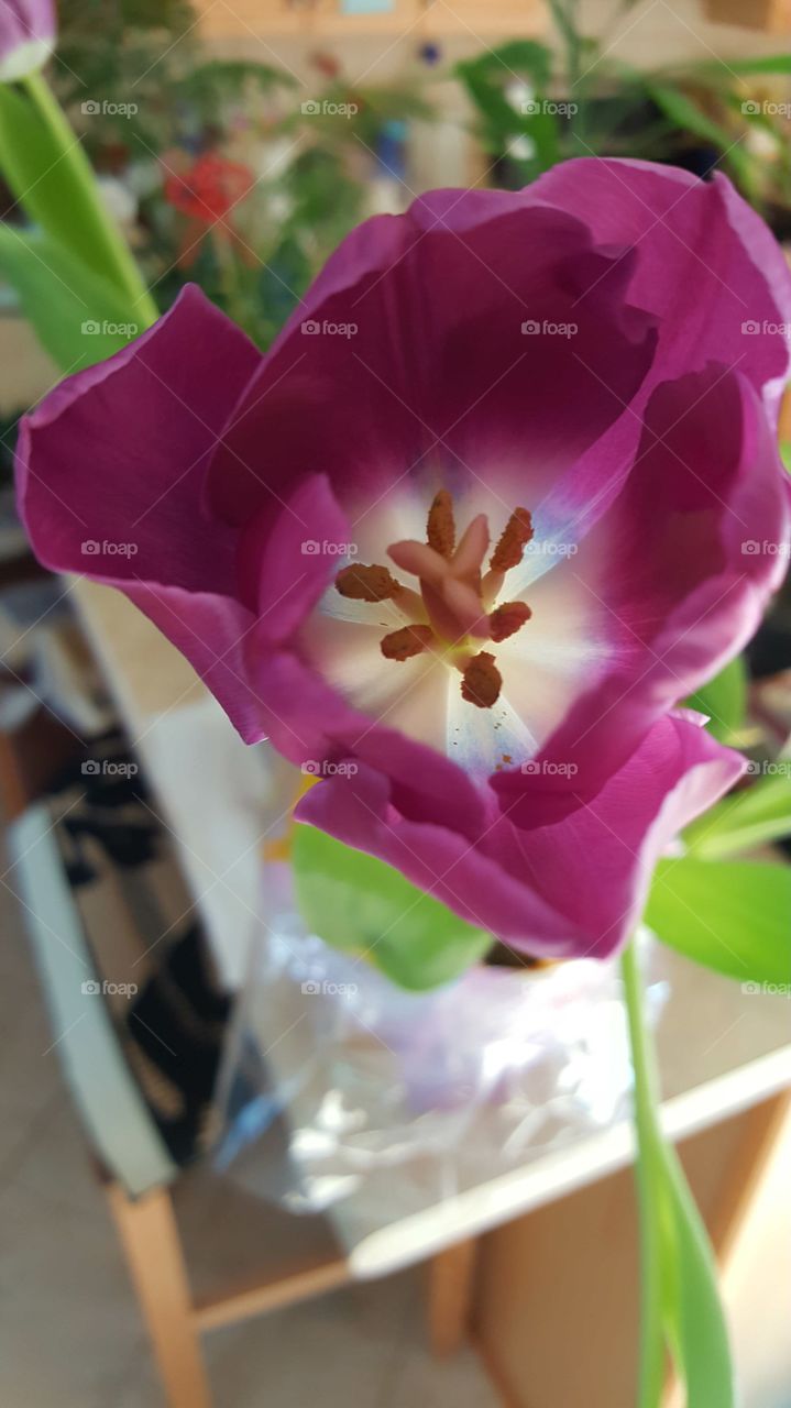 Beautiful macro shots