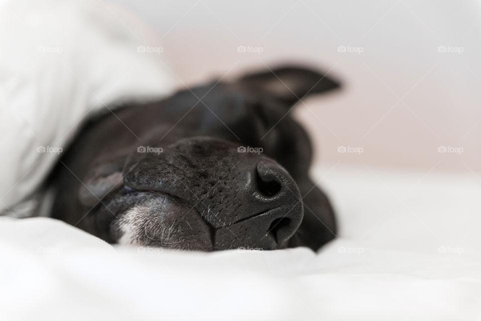 Closeup of tired dog sleeping in a bed 