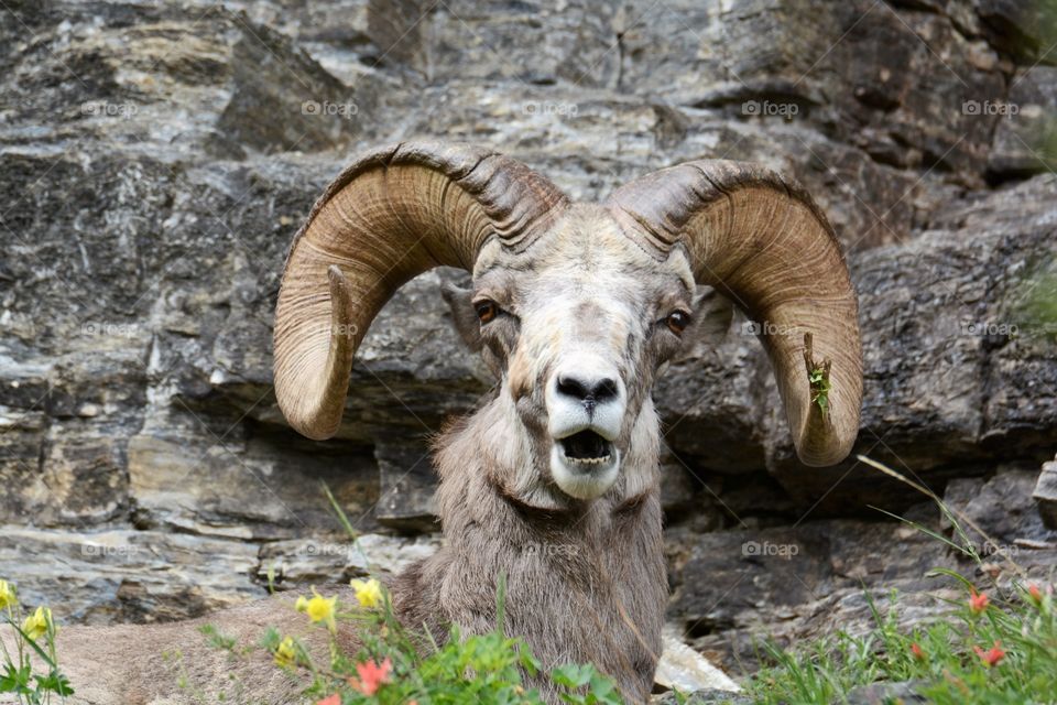 Bighorn