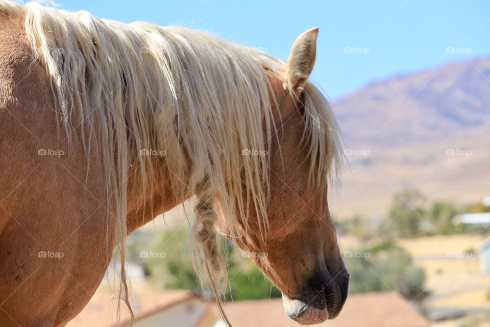 Profile head and mane of wild American Mustang Palomino Stallion looking off in the distance toward the high Sierra Nevada Mountains. 