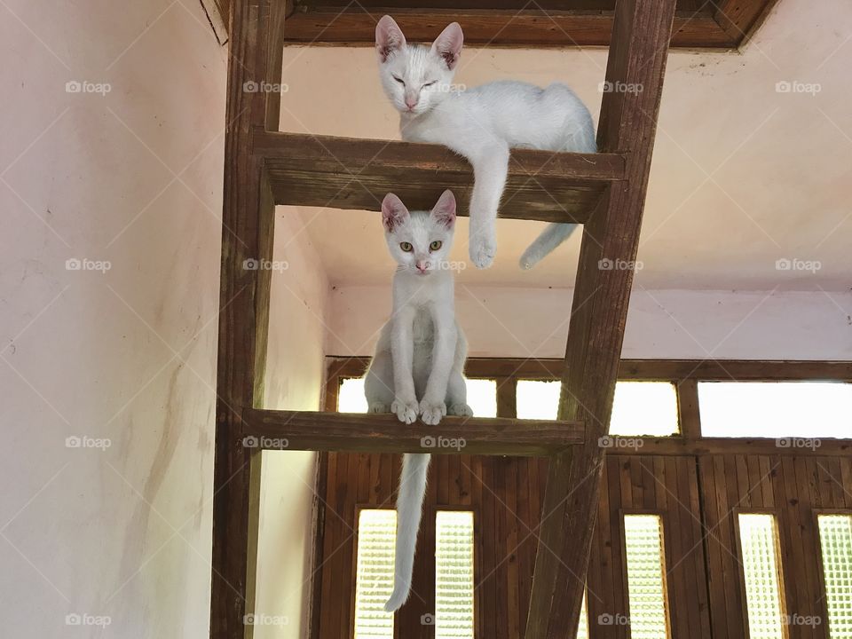 Two white half-siamese cats, sitting on ladder and looking to the camera. White cats. Half-siamese cats.