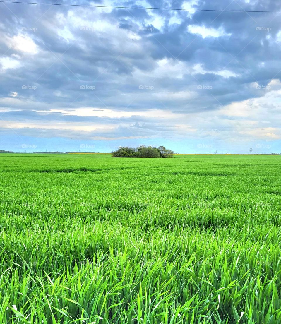 champ de blé en France