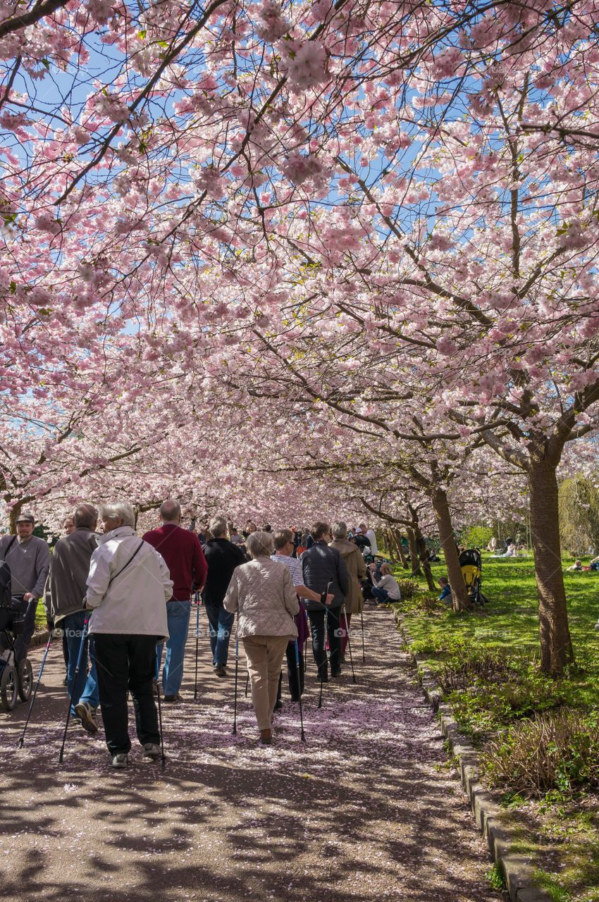 Pink park