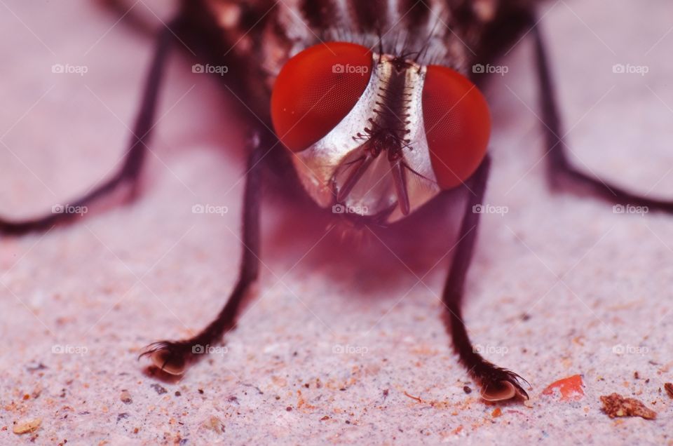 Macro shot of a fly