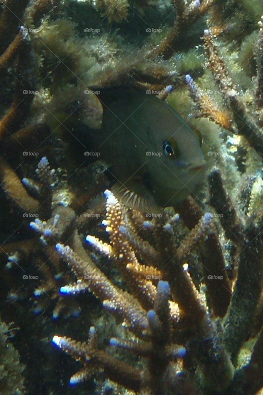 Fish in coral.