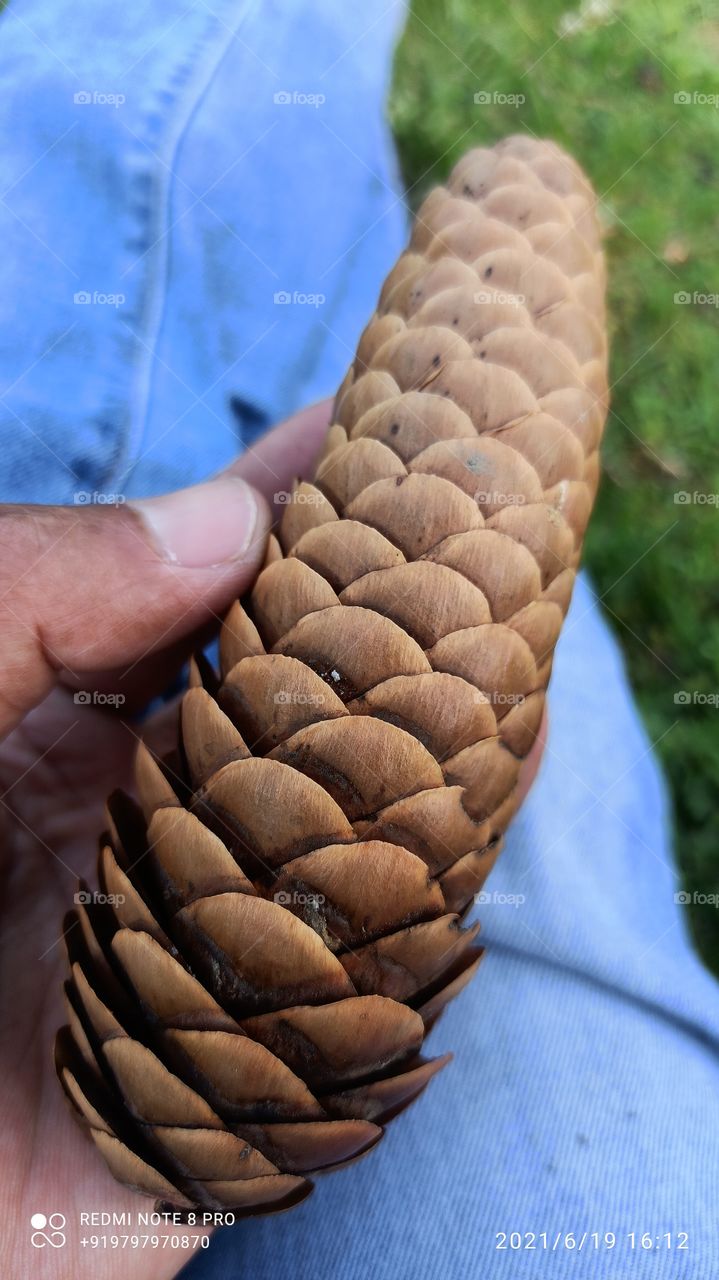 A beatiful picture of  Pine tree  seed  called " Yard -e- fitoeaun "  in kashmiri language  found in Keller Shopian forests in Kashmir....