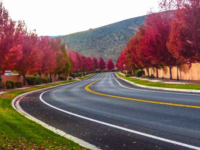 Autumn trees and colors!