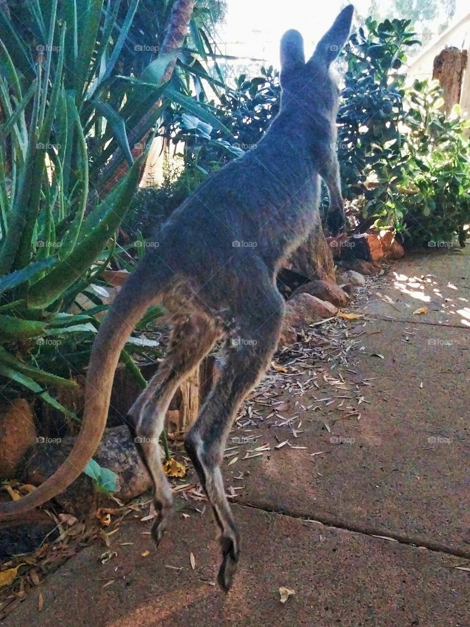 From the ground looking up a kangaroo hopping in Tooraweenah NSW Australia