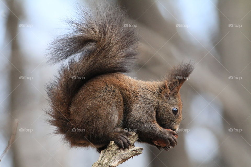 Red squirrel eating food