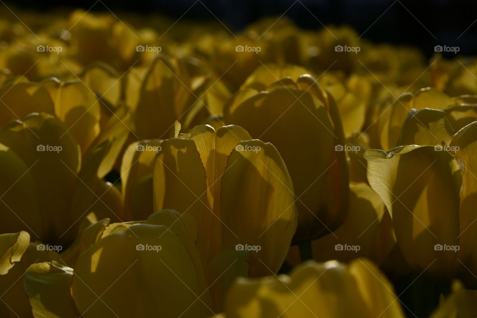 Jardín botánico, Madrid