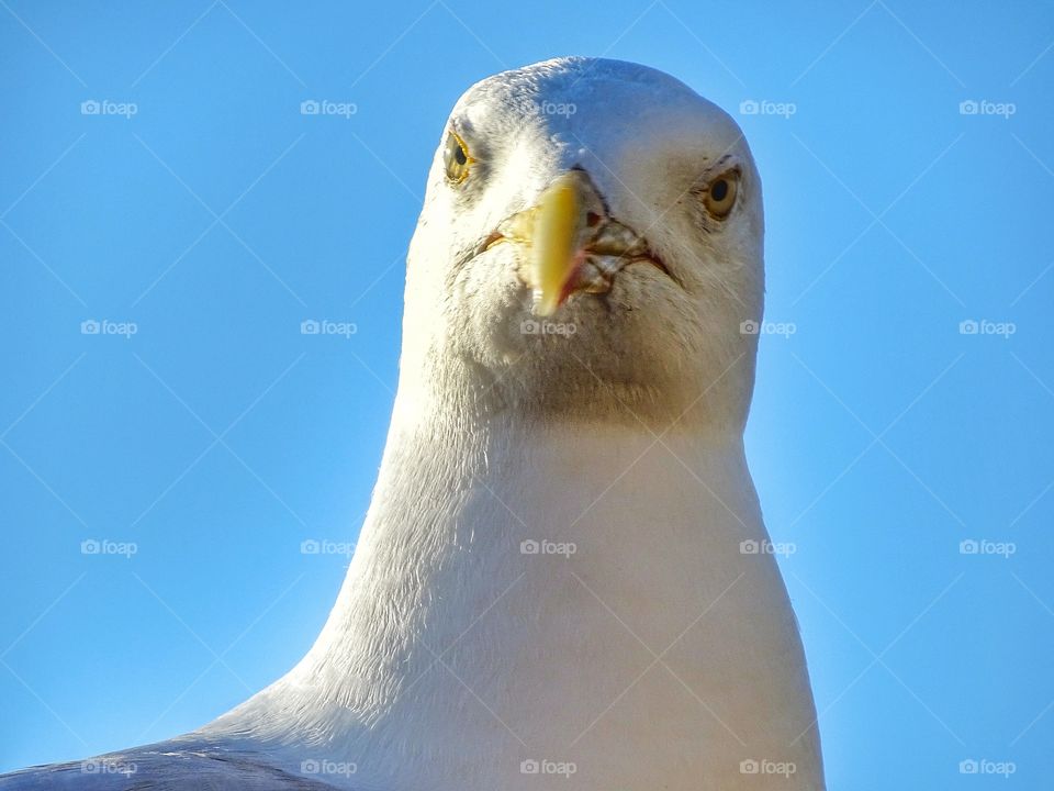 Seagull close up