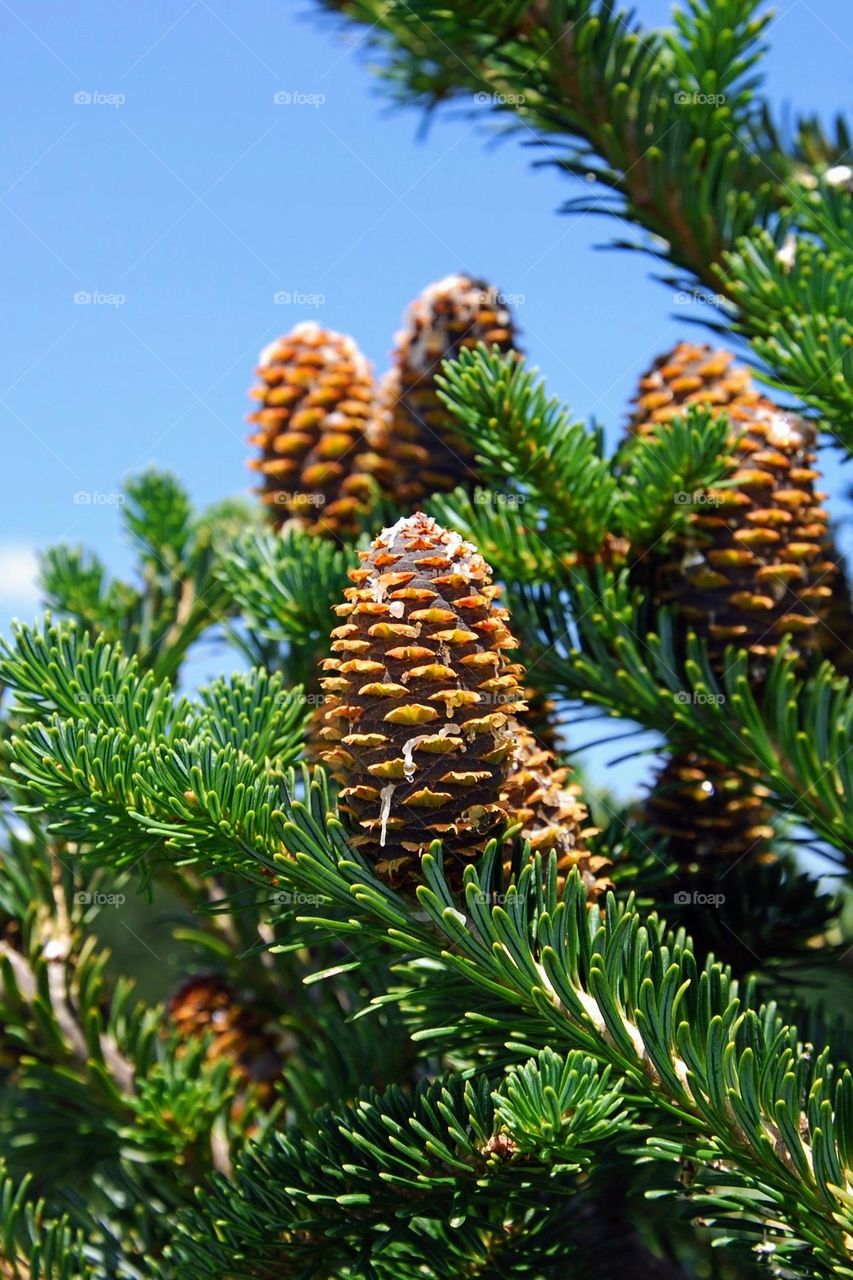 pine tree with cones