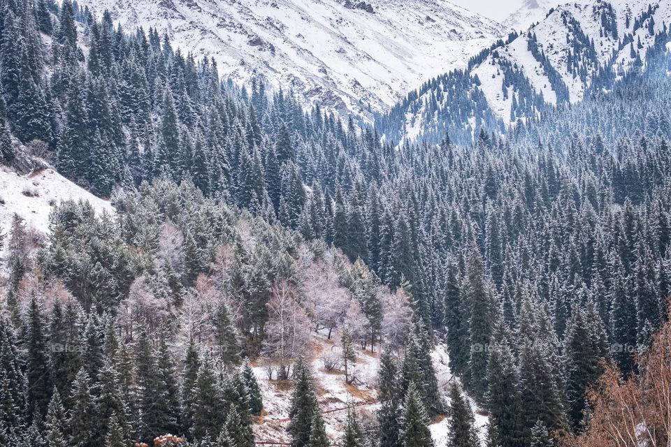 Pine forest texture on snow mountain 