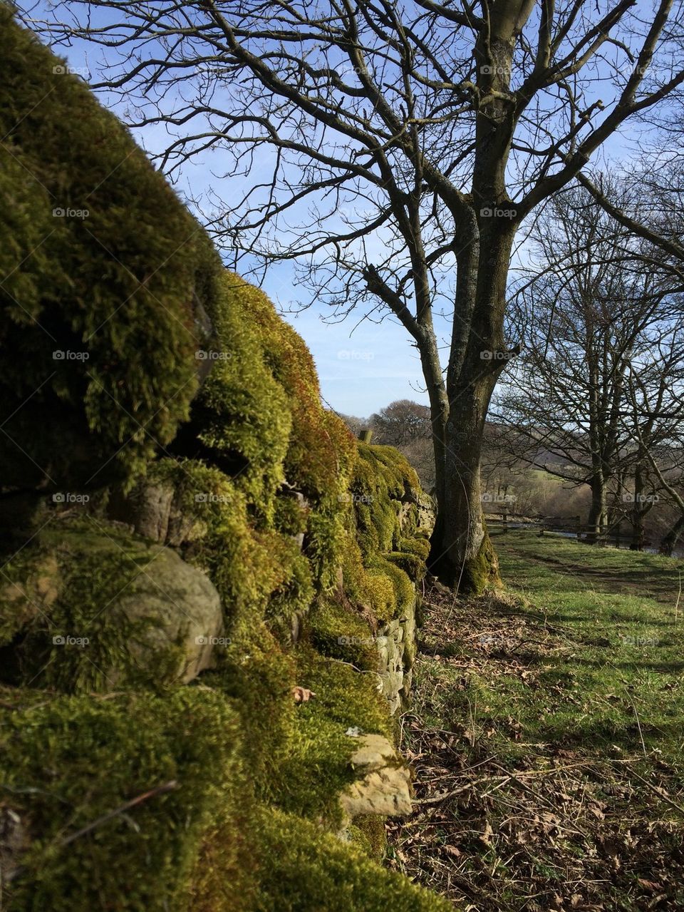 Mossy Yorkshire