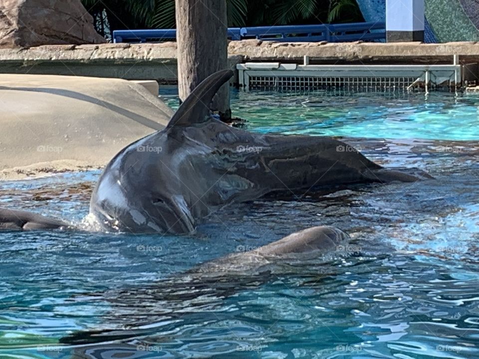 FL themeparks find VIDEOS @selsacamacho TICTOK @Selsa_Susanna IG or https://www.facebook.com/selsa.susanna YouTube Selsa_Susanna mail: 1700 Celebration Blvd, unit 1019, Celebration, FL 34747