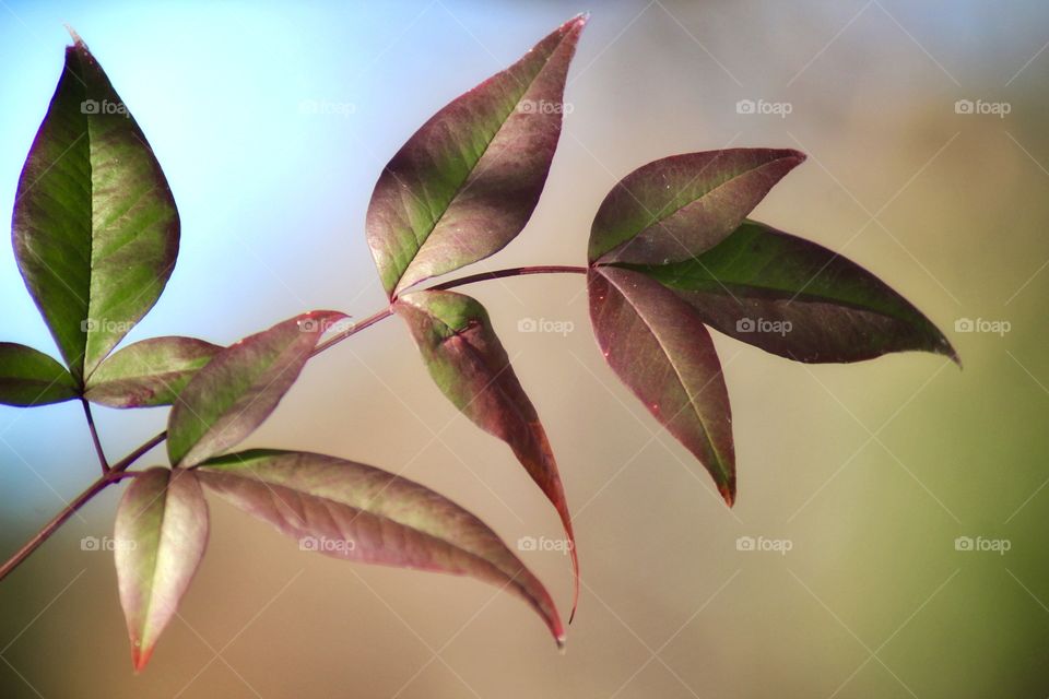 Heavenly Nandina leaves painting a delicate watercolor portrait against a muted pastel background 🍂