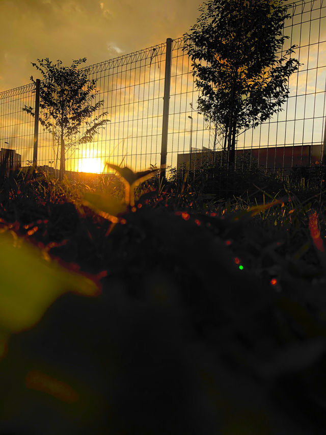 Yellow Sunset 