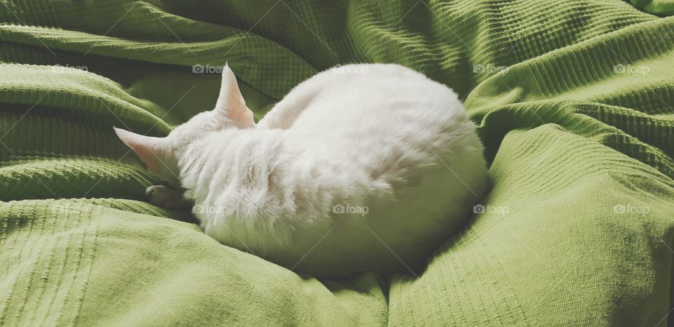 Sleeping white Devon Rex