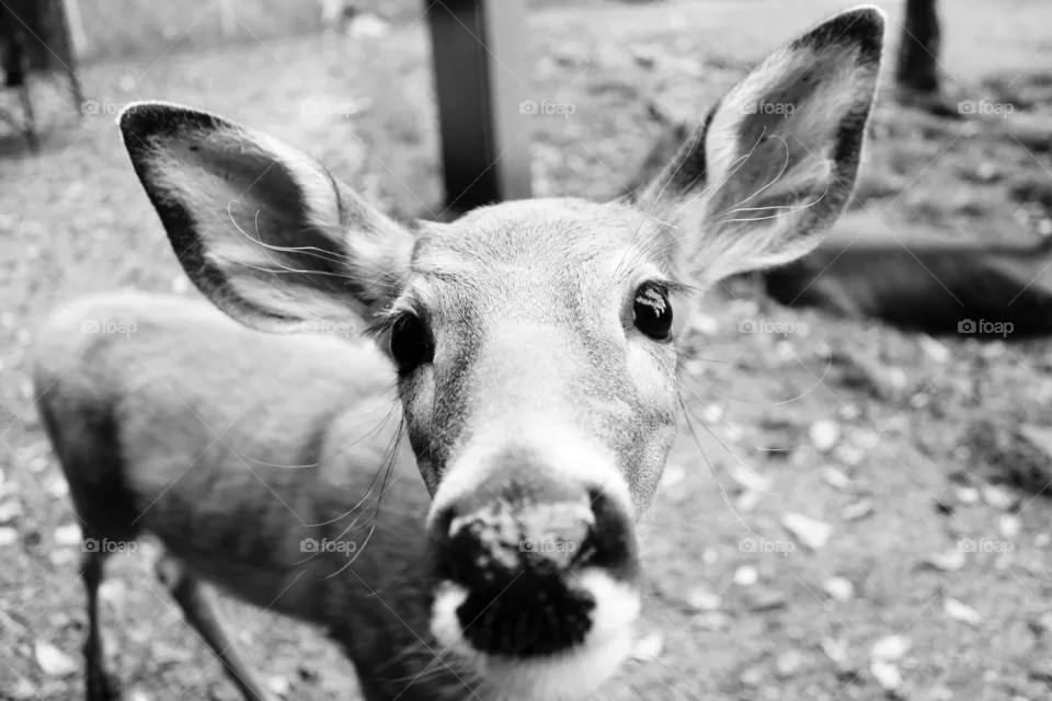 Oh deer