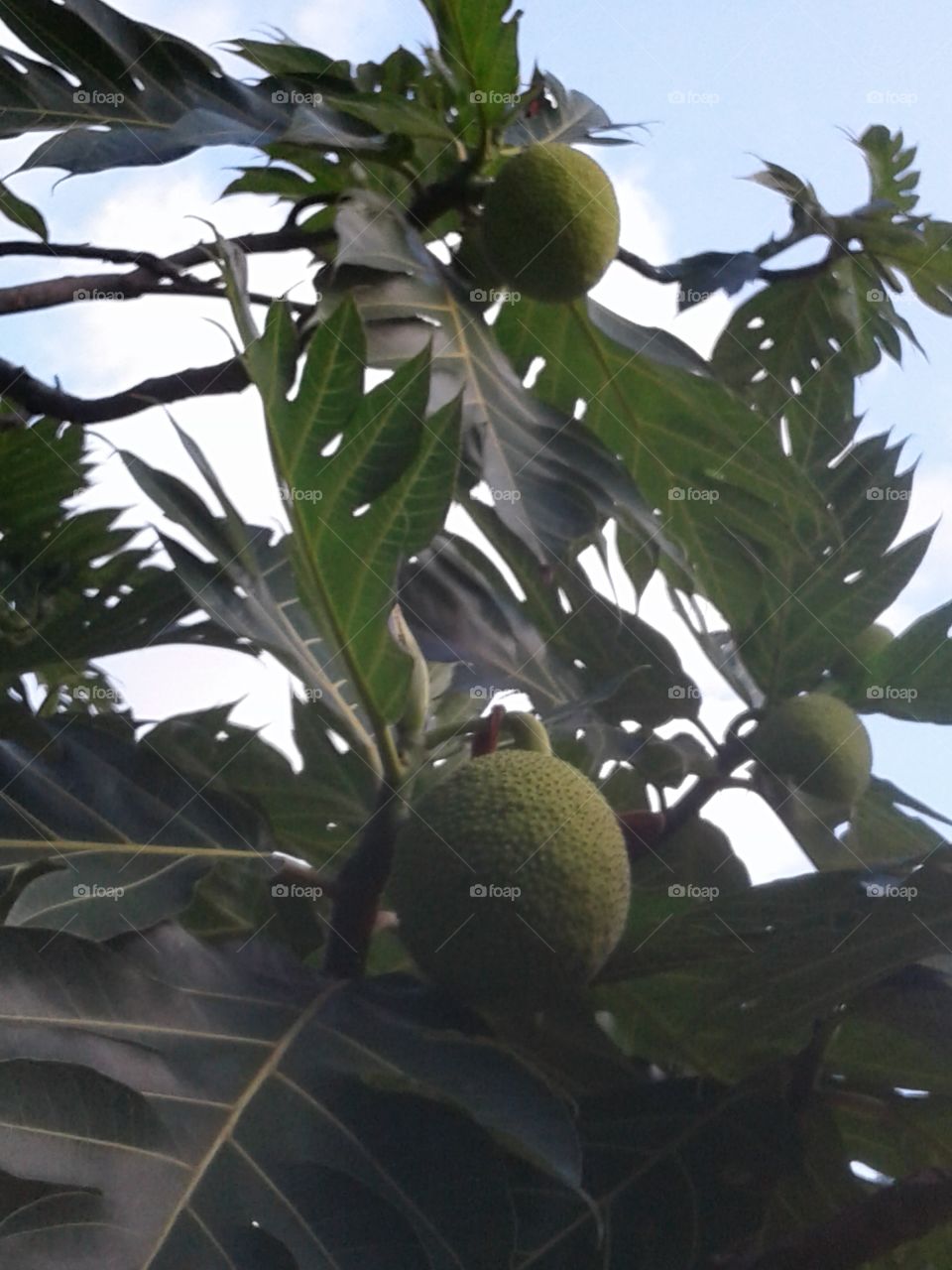 Bread Fruit