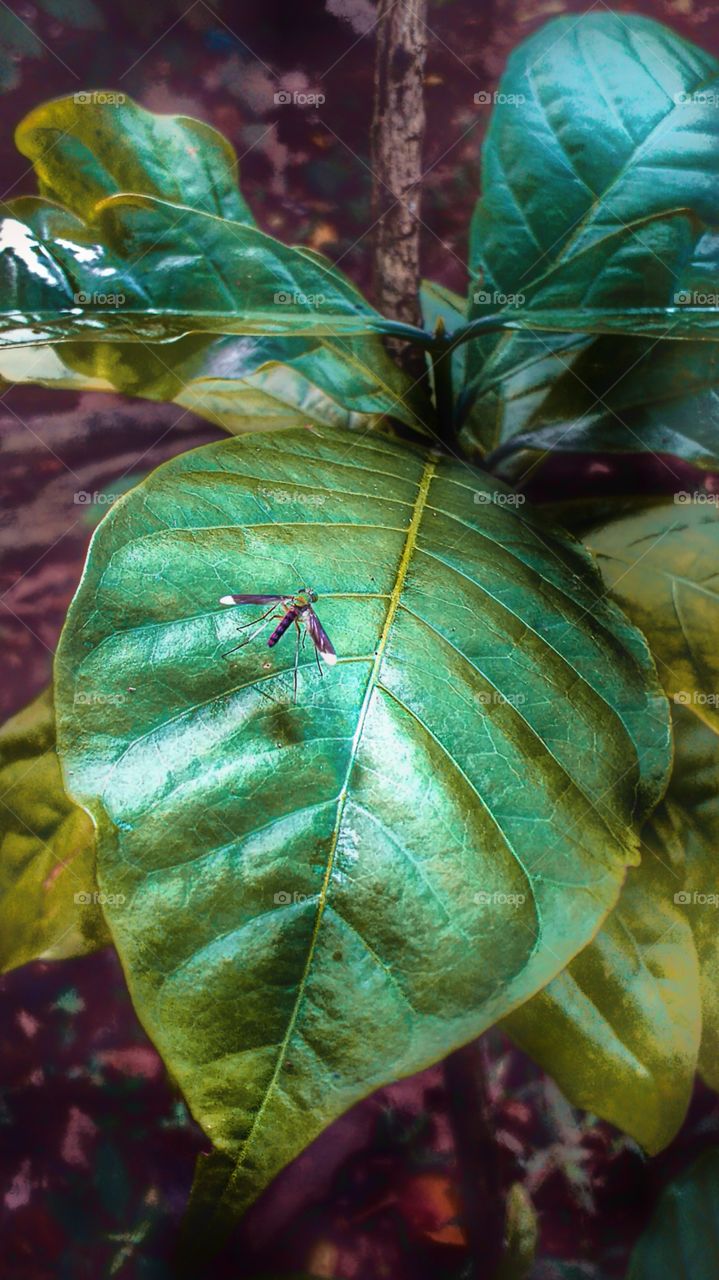 leaves with insect, beautiful natural environment