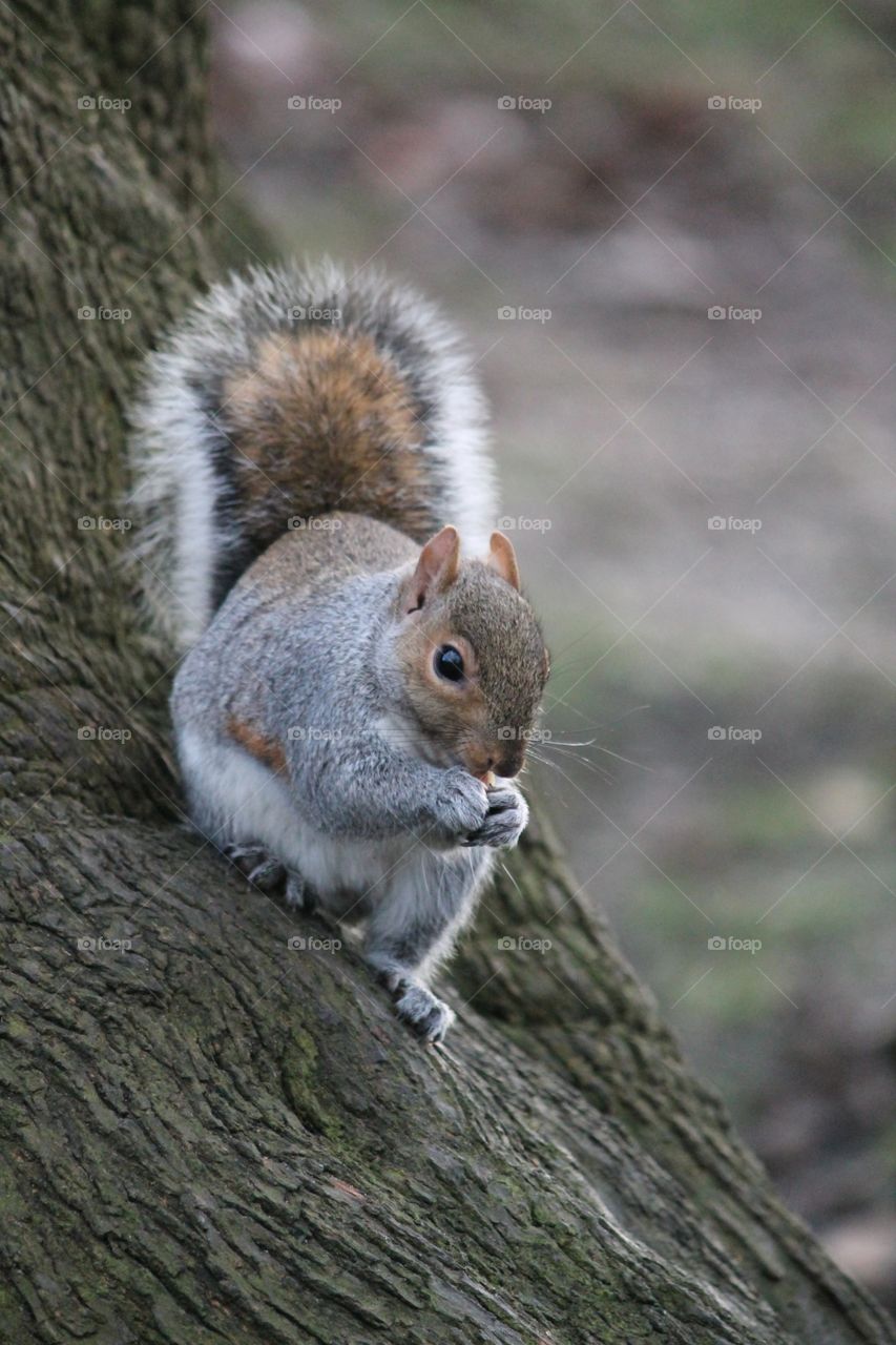 Squirrel on tree eats 