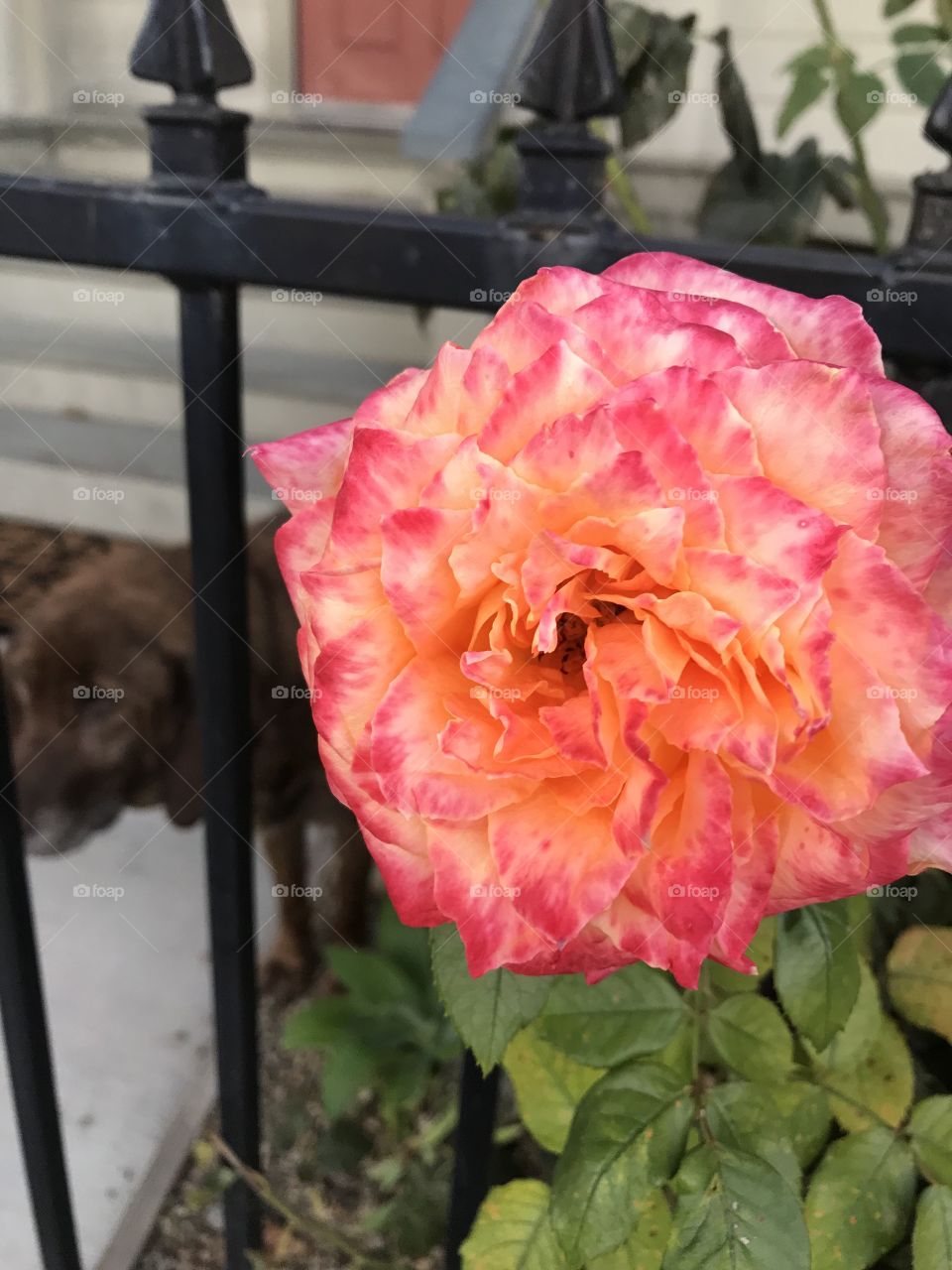 Garden rose blush orange pink with dog