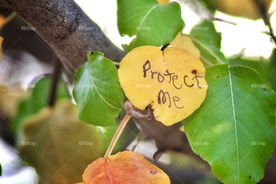 Protect the forest 🌳