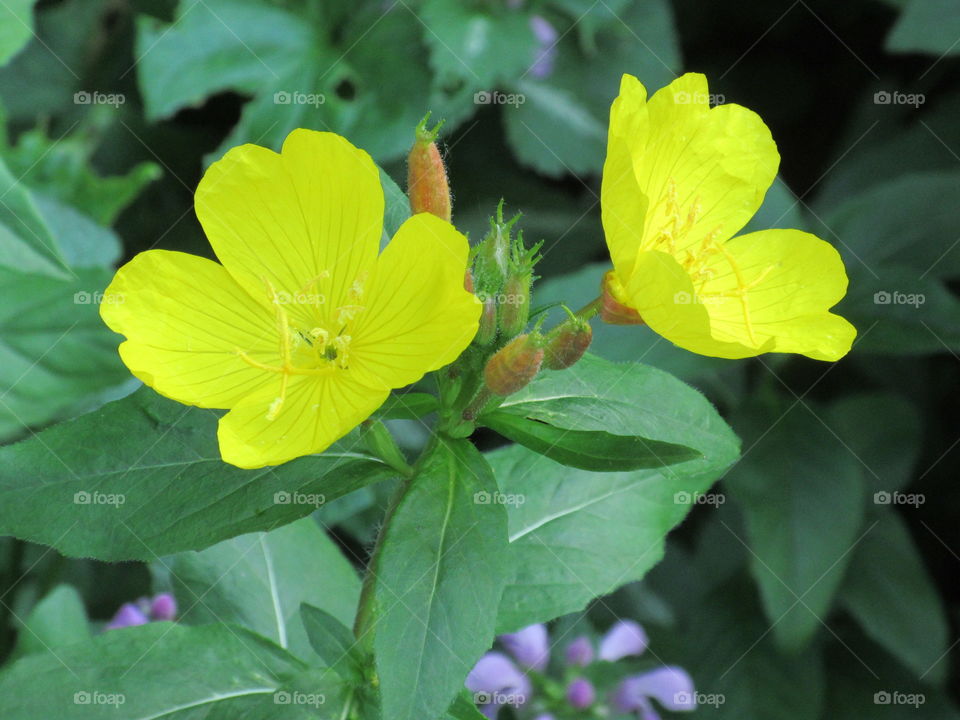 Flower yellow 