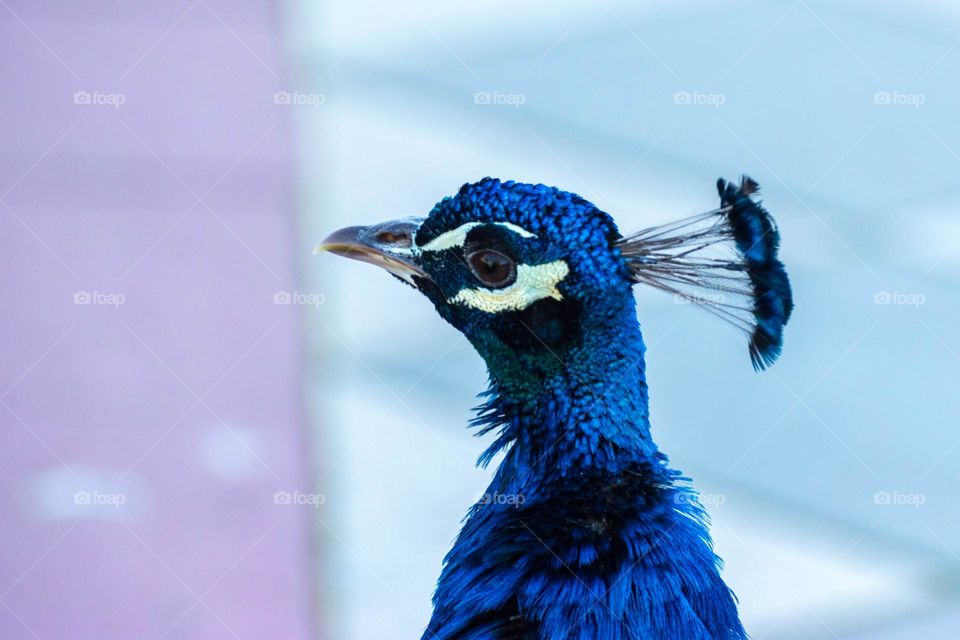 Closeup image of an elegant and colorful Indian peafowl (Pavo cristatus), a beautiful bird native from the Indian subcontinent. Males are usually known as peacocks.