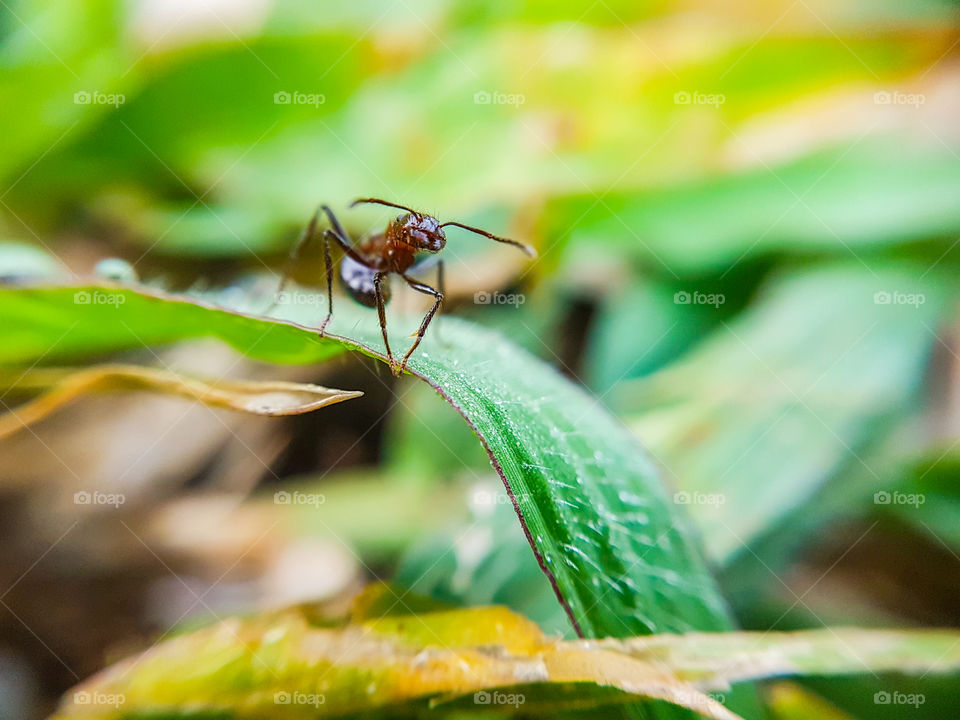 ant sitting on a blade of grass