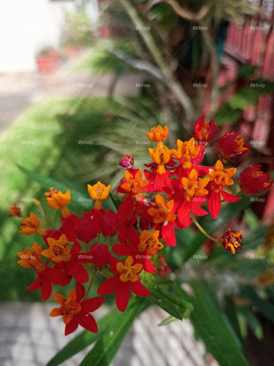 Asclepias curassavica / flor de sangre