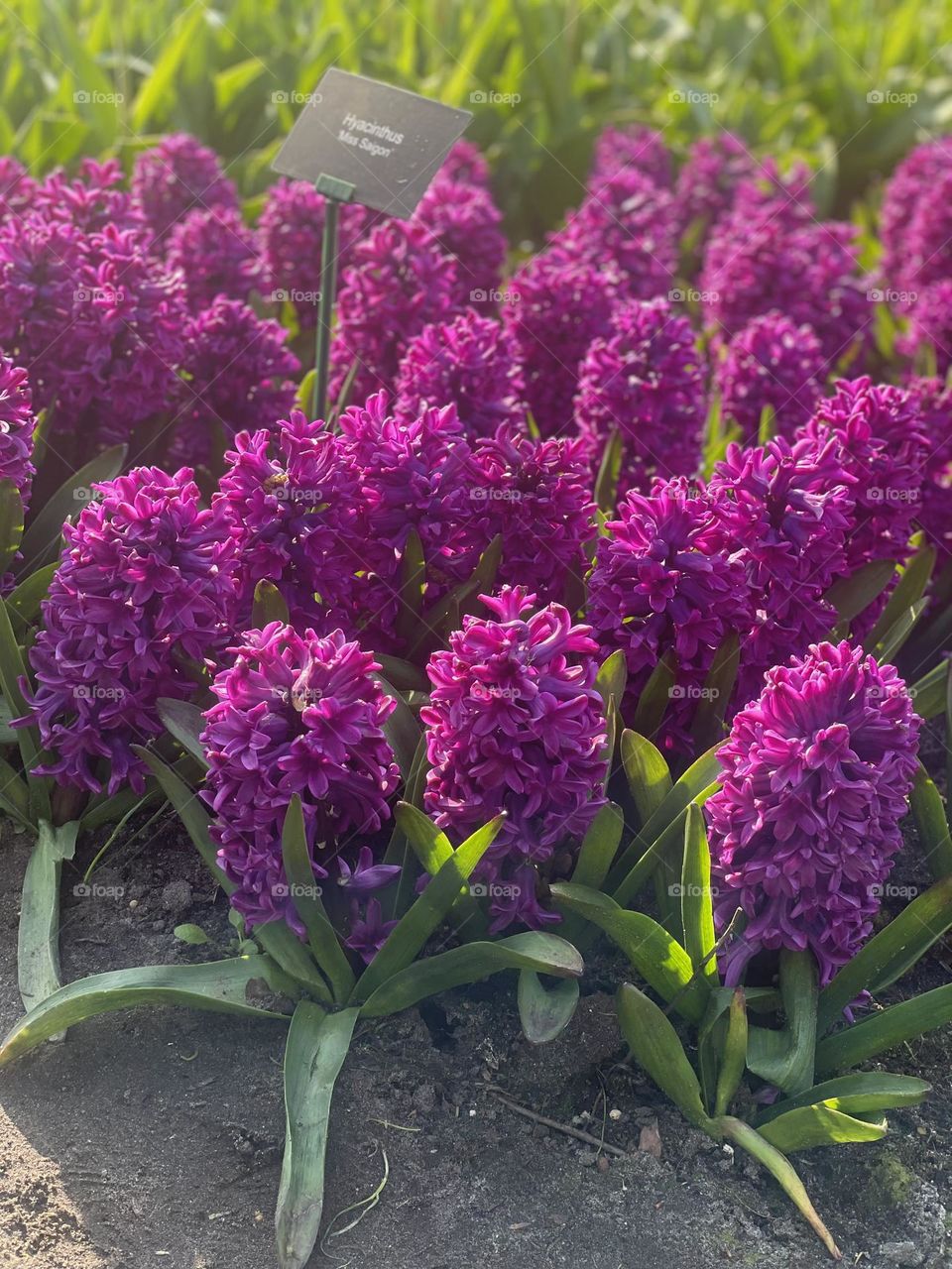 lavender is like Haven❤️