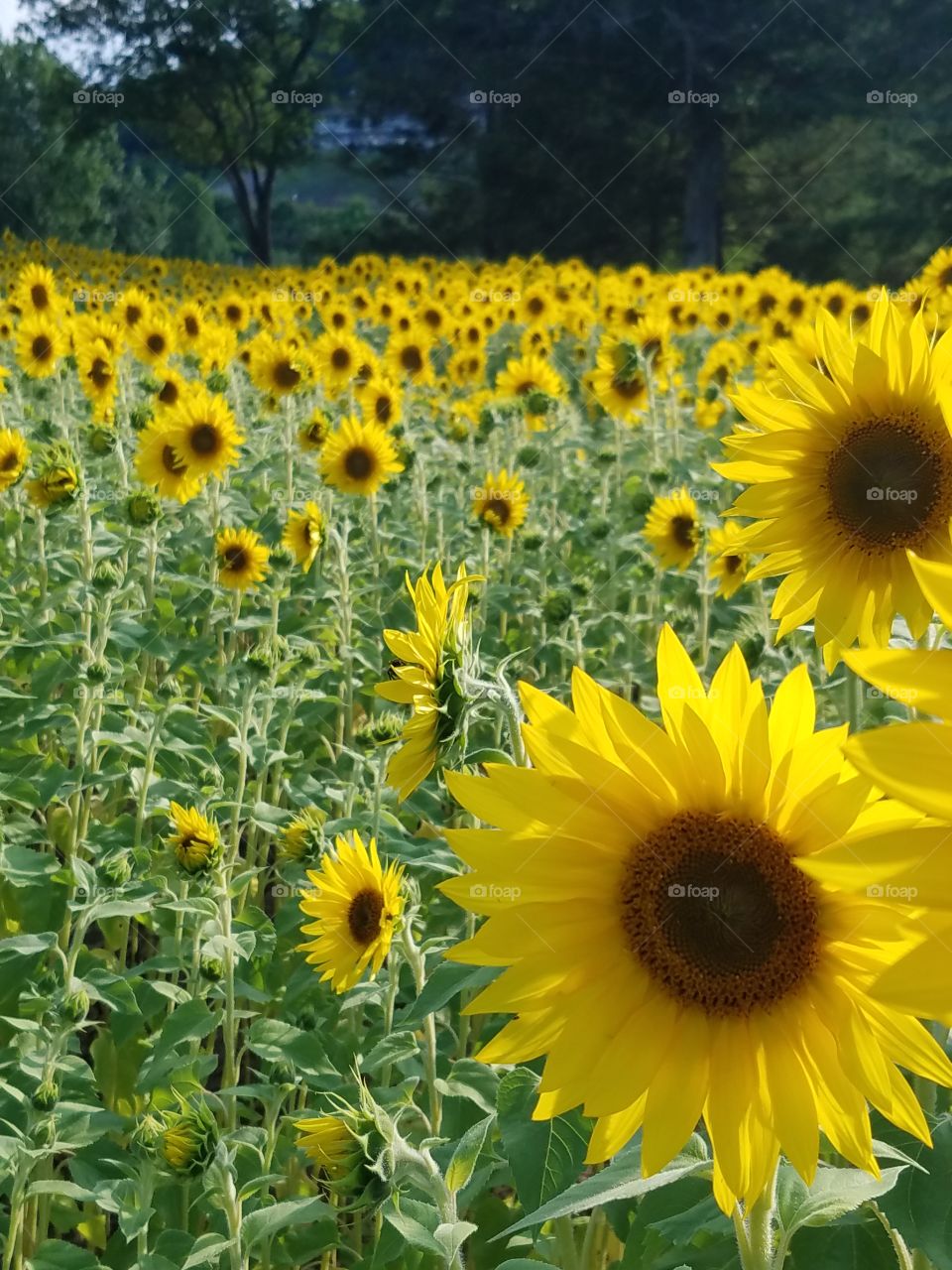 Sunflowers on the roadside