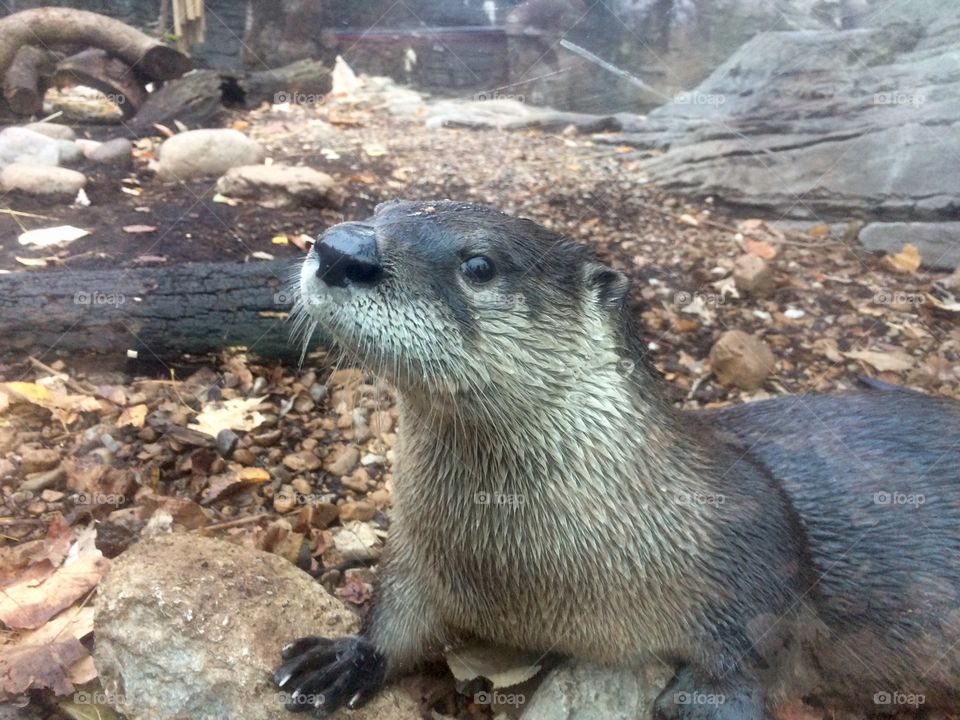 Otter 