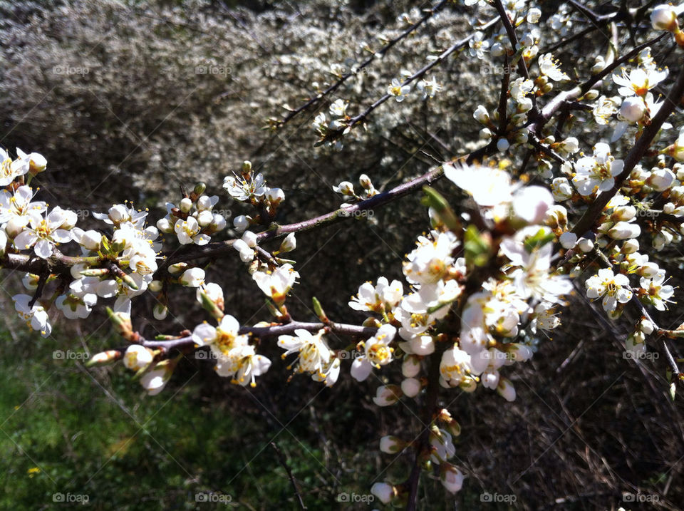 sweden blossom cherry kivik by nellie