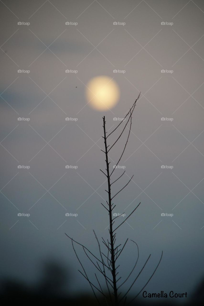 Moon on a weed in a Michigan field 