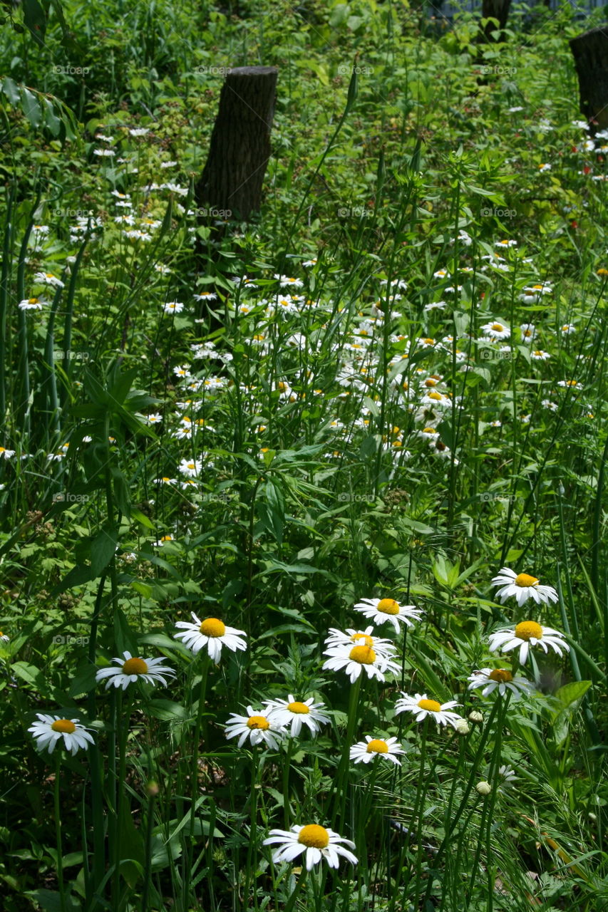 Field of Daisies 