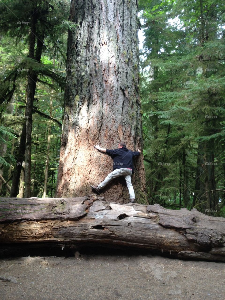 Cathedral Grove