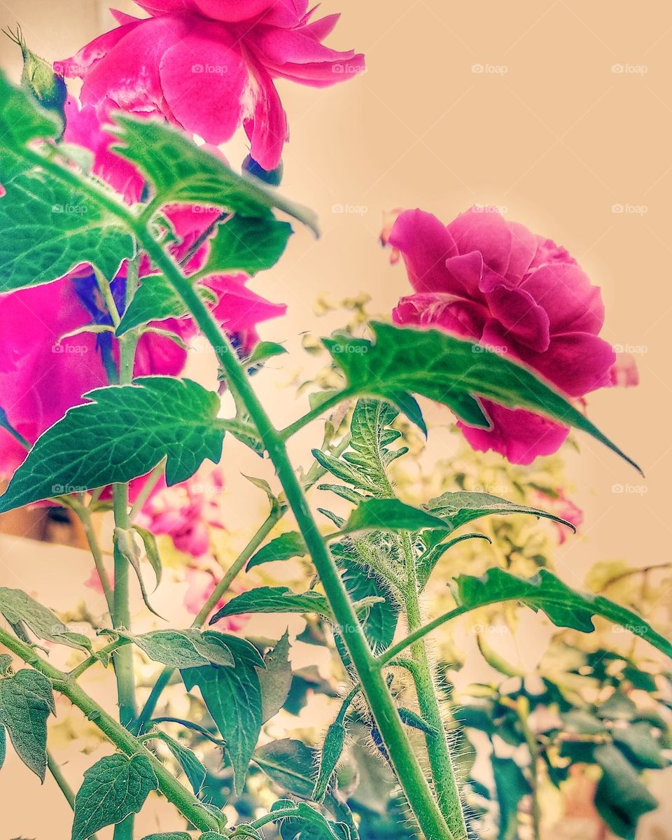 mobile series:plants