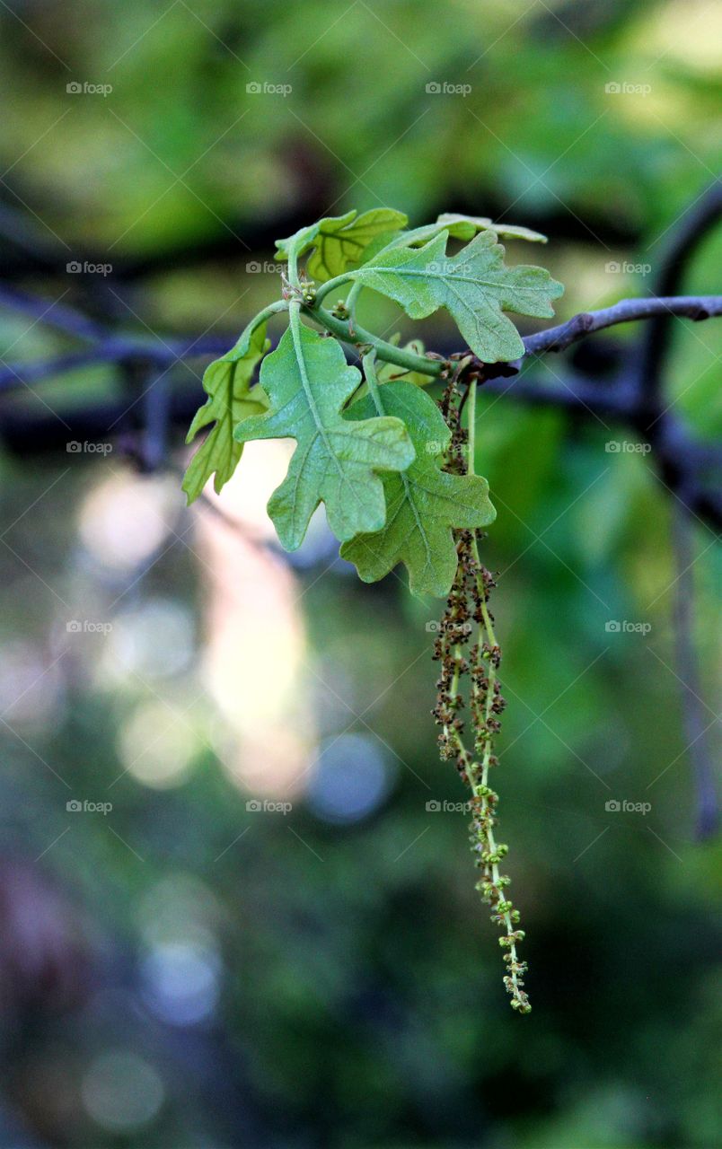 oak leaves with spent pollen releasing flowers