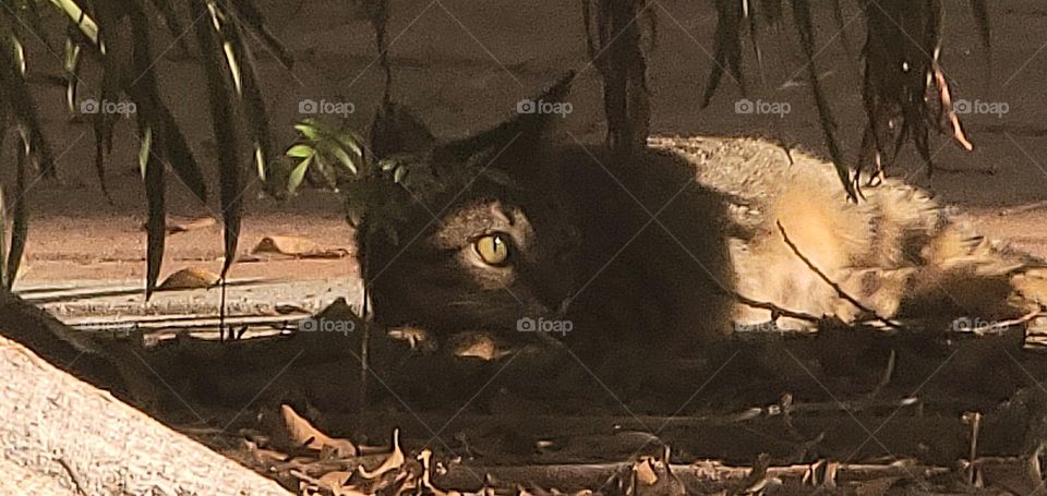 Cat basking in the sun under a tree