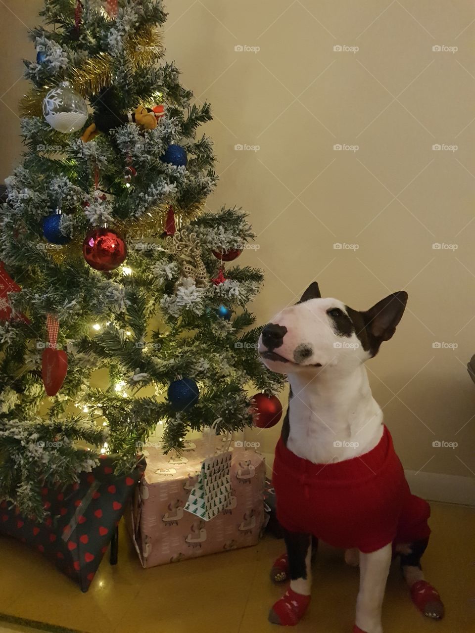 Christmas, Winter, Christmas Tree, Celebration, Dog