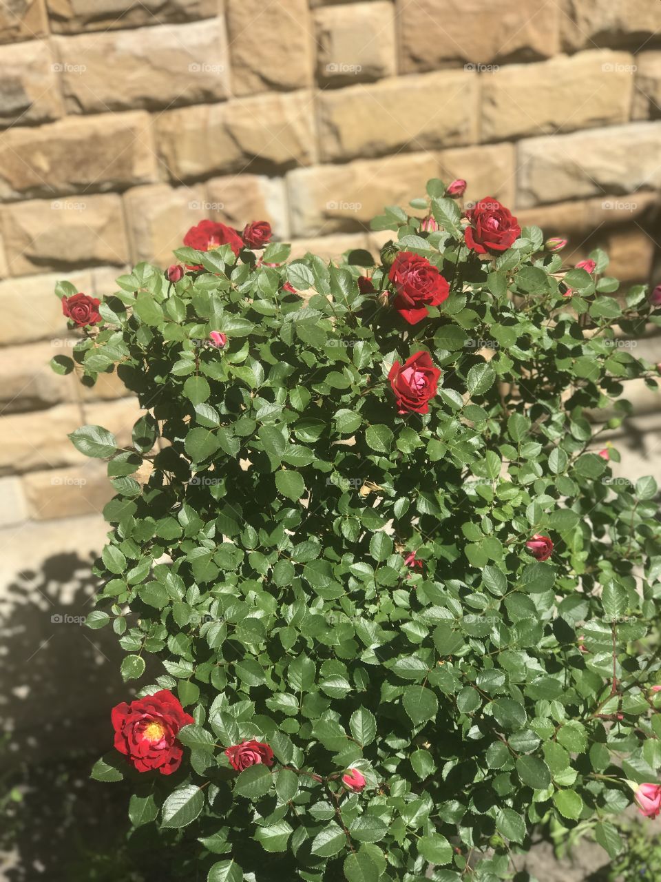 red roses near the house