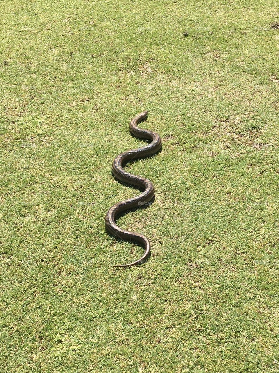 A snake in the grass with regular shapes