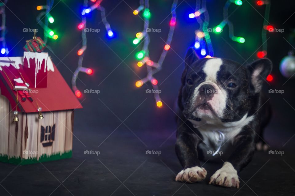 Dogs and Christmas lights 