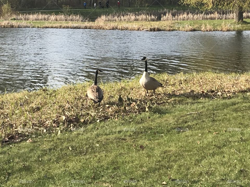 A geese family beside the pond.